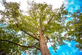 Best Emergency Tree Removal  in West Mountain, UT