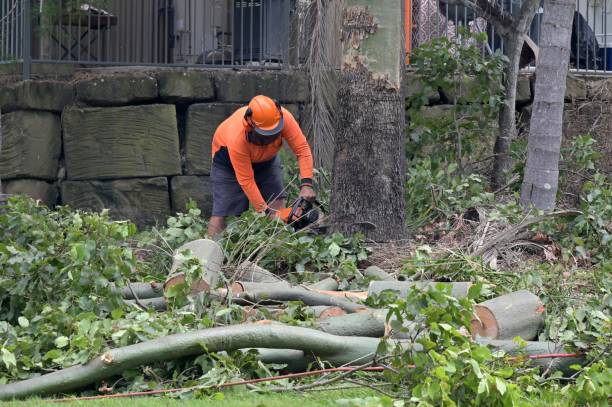 Best Tree Removal  in West Mountain, UT